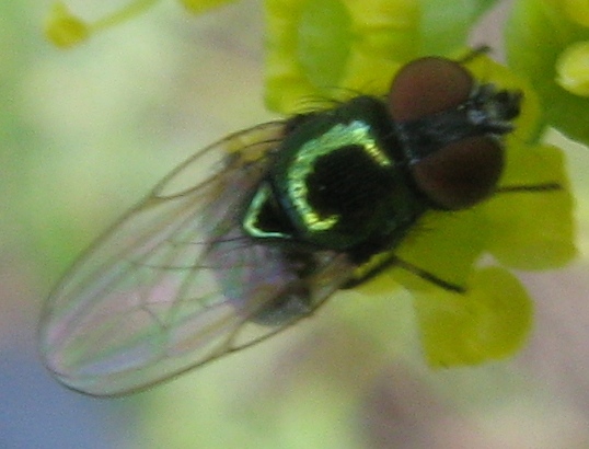 Lamprolonchaea smaragdi  (Lonchaeidae)